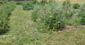 Weed Control Activities