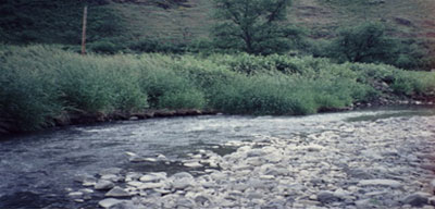 Bedrock Creek